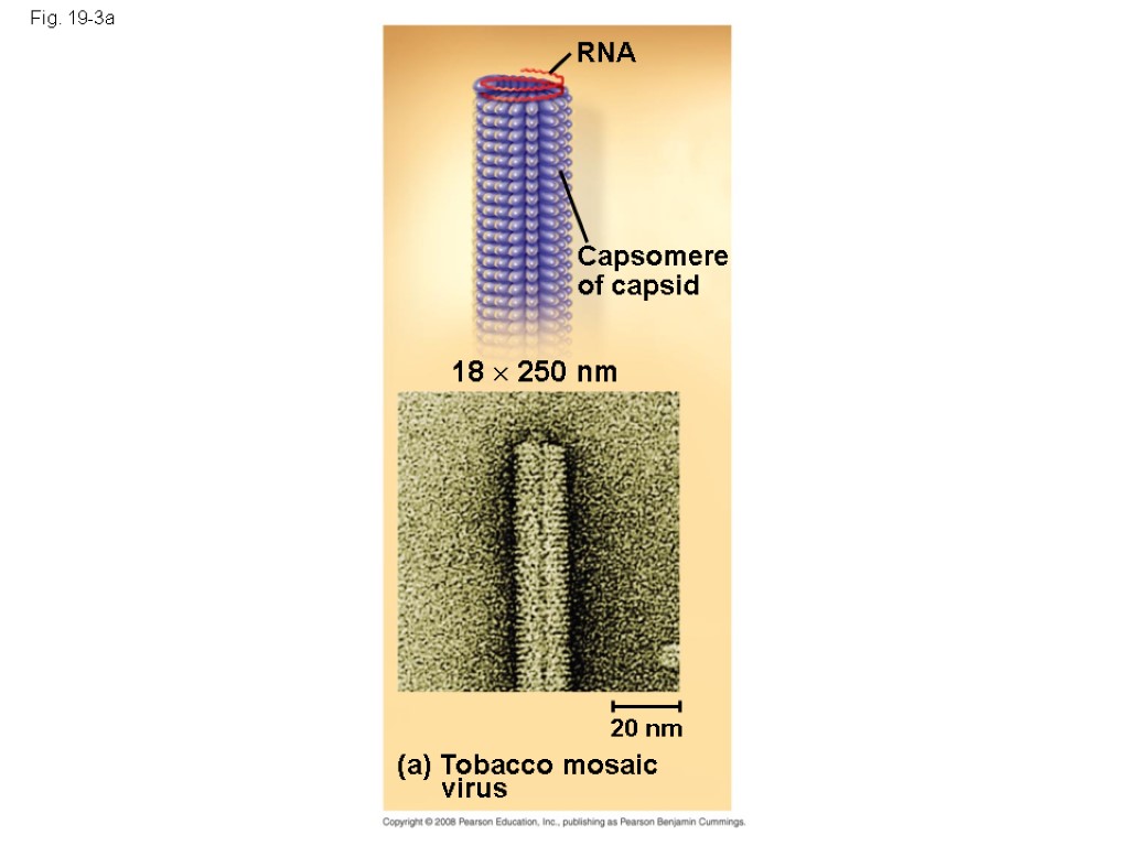 Fig. 19-3a (a) Tobacco mosaic virus 20 nm 18  250 nm Capsomere of